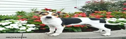 Toy Fox Terrier dogs for sale: Dancer  - Ad 3