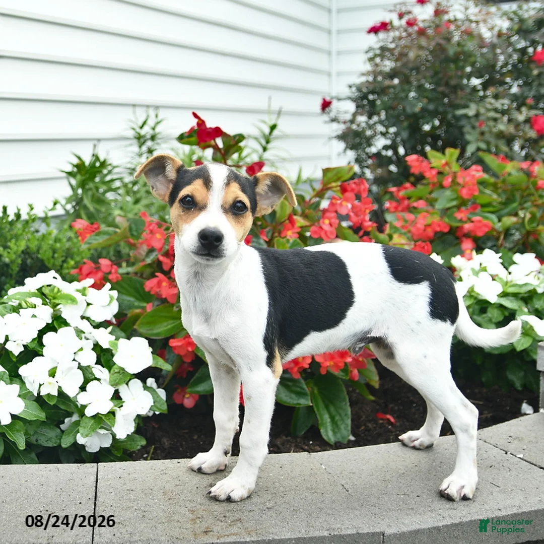 Toy Fox Terrier dogs for sale: Dancer  - Ad 3