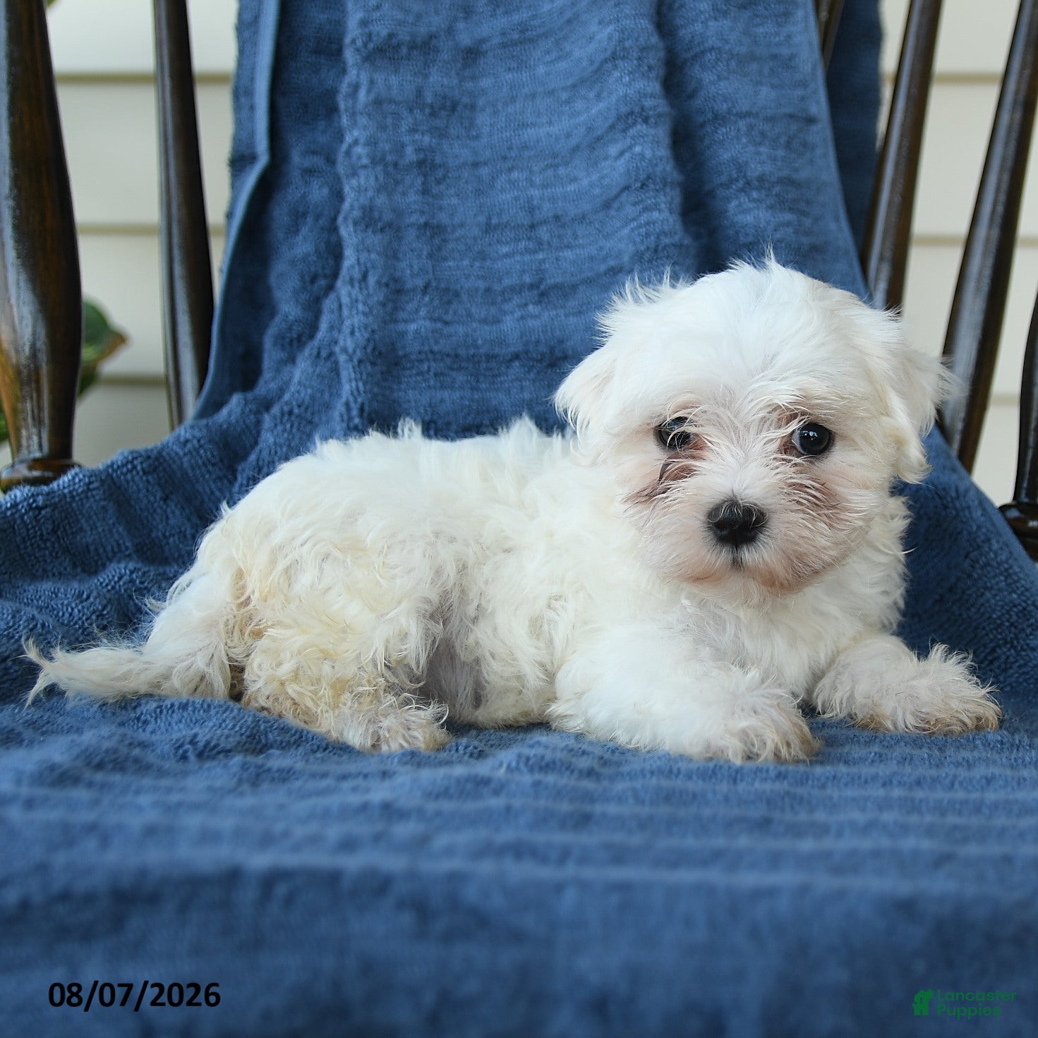 Maltese dogs Sheila - Ad 2