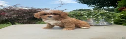 Cavapoo dogs for sale: Andy - Ad 4