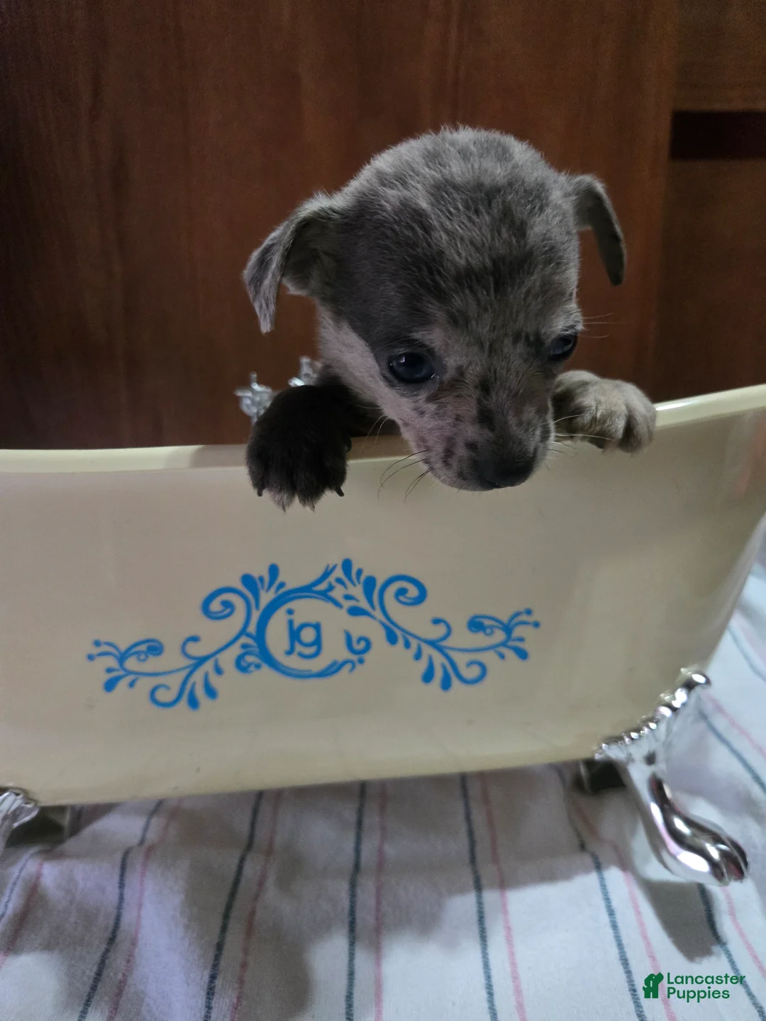 Chihuahua dogs for sale: Chihuahua 1 - Ad 2