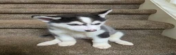 Pomsky dogs for sale: Doc - Ad 5