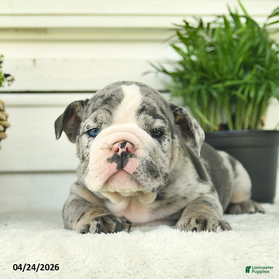 English Bulldog dogs Lucky  - Ad 2