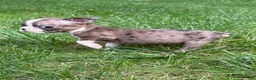 Boston Terrier dogs for sale: Boston Terrier  - Ad 8