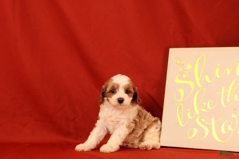 Cavapoo dogs Gia - Ad 1