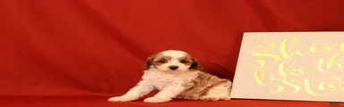 Gia