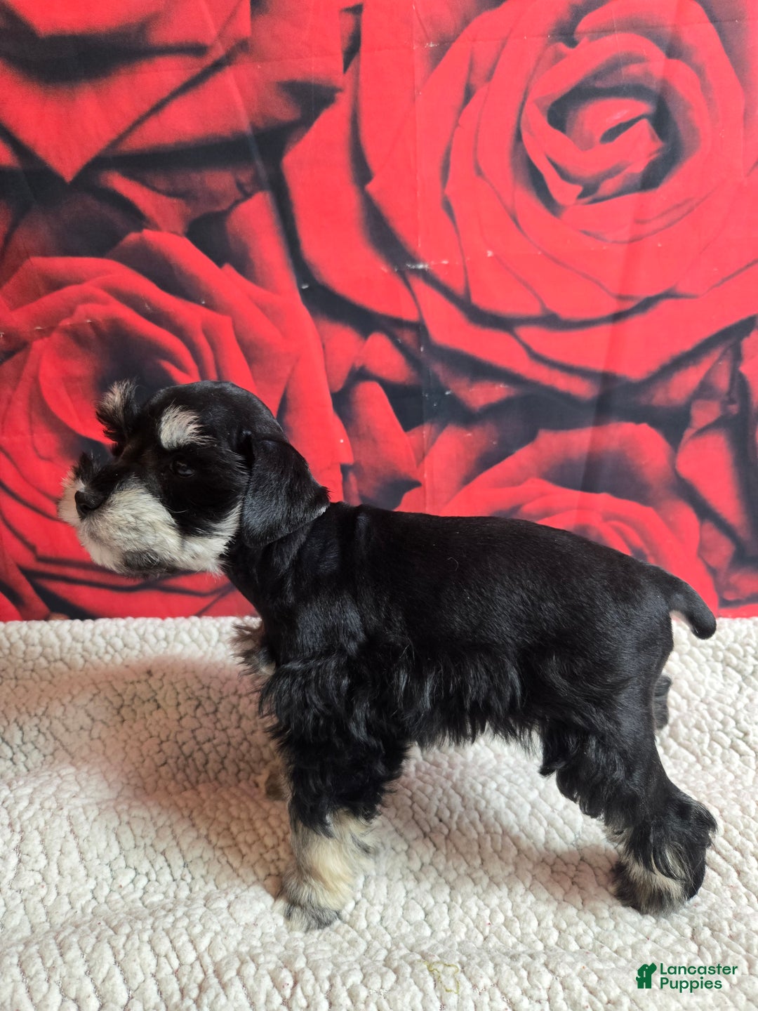 Miniature Schnauzer dogs for sale: Mrs. Claus - Ad 4