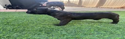 Boston Terrier dogs for sale: Boston Terrier 4 - Ad 7