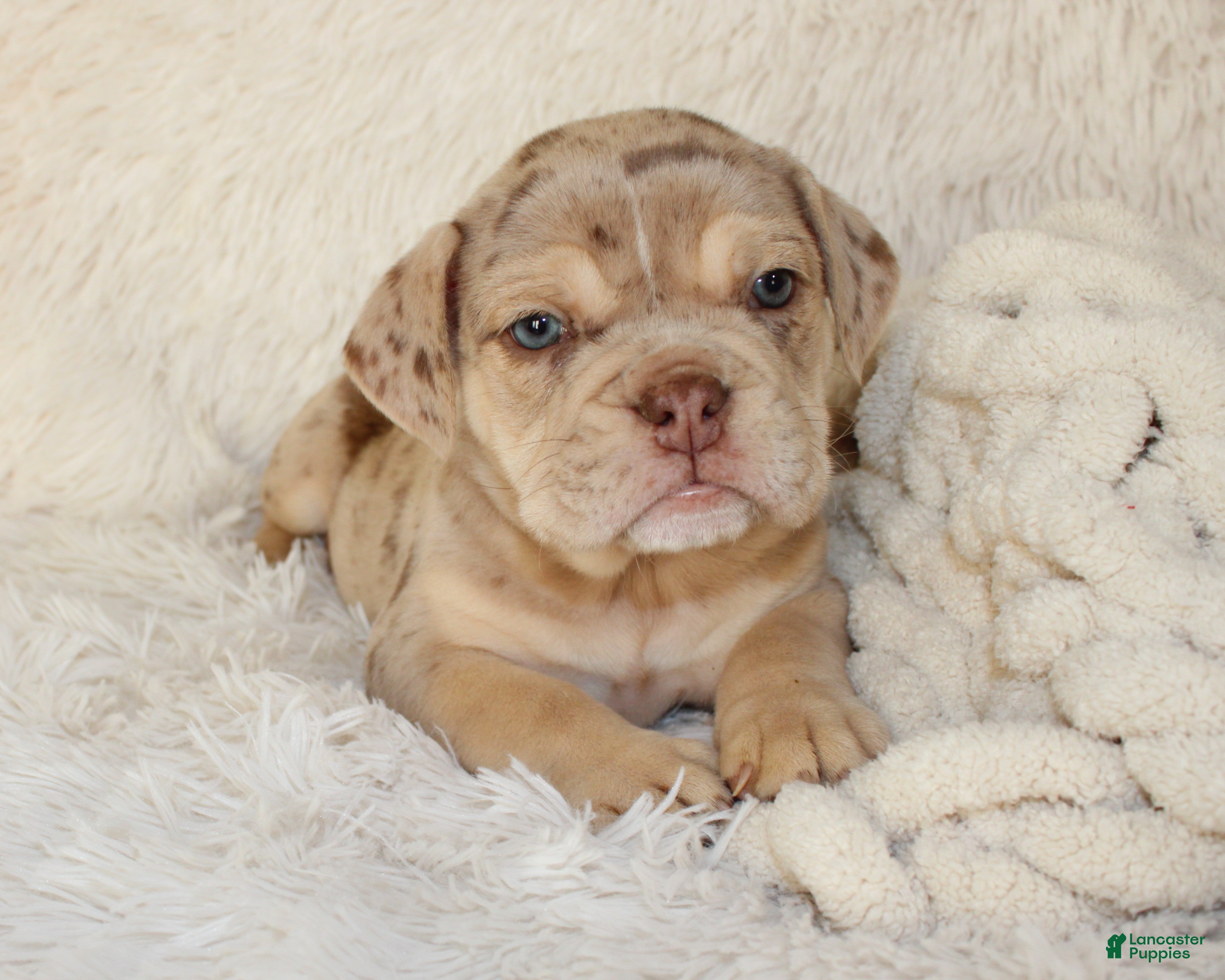 English Bulldog dogs Kato - Ad 2