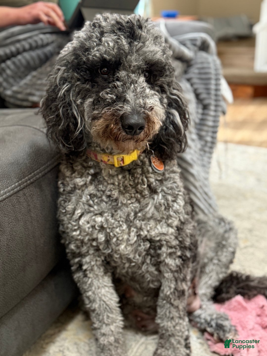 Goldendoodle dogs for sale: MALE- Bertram - Ad 7