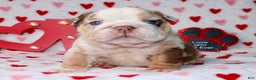 English Bulldog dogs for sale: Coco - Ad 4