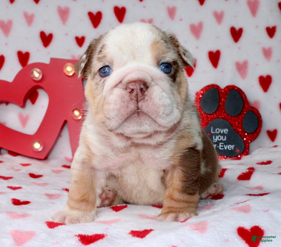 English Bulldog dogs for sale: Coco - Ad 4