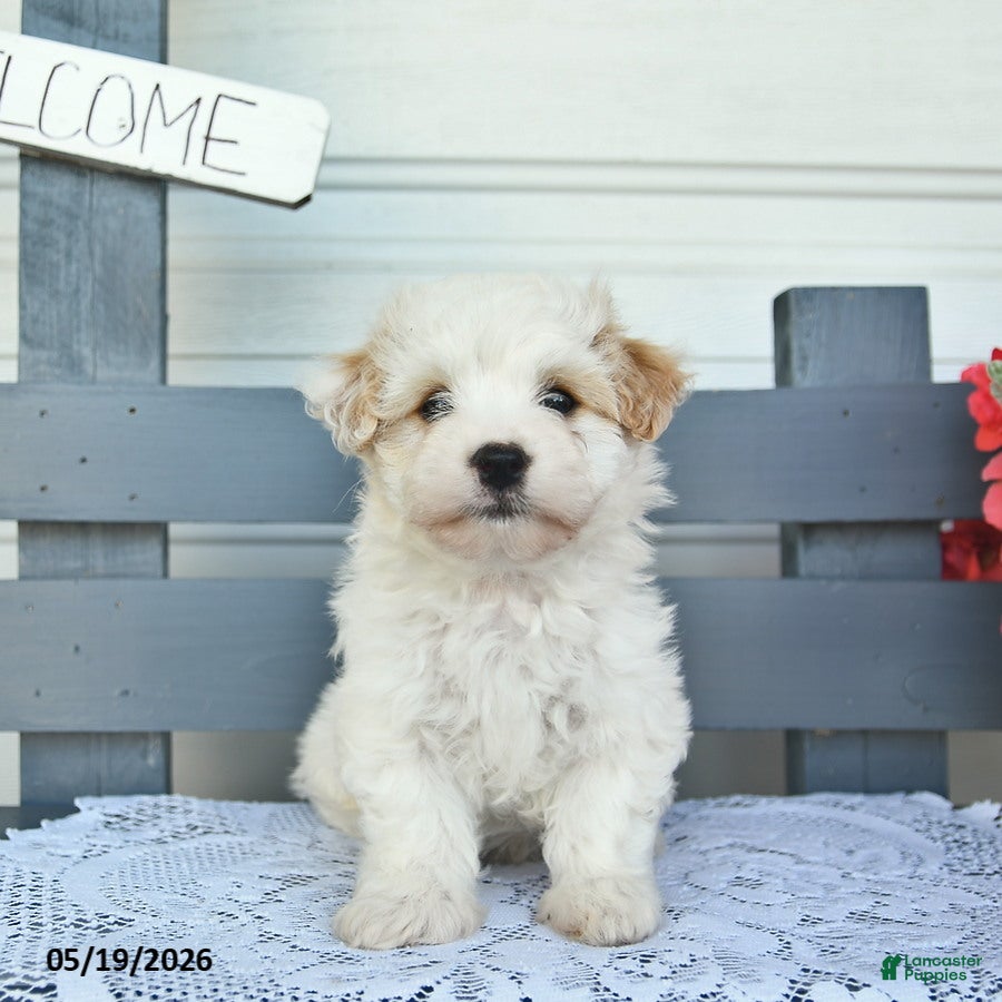 Havanese dogs Captain  - Ad 2