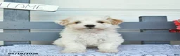 Havanese dogs for sale: Captain  - Ad 2