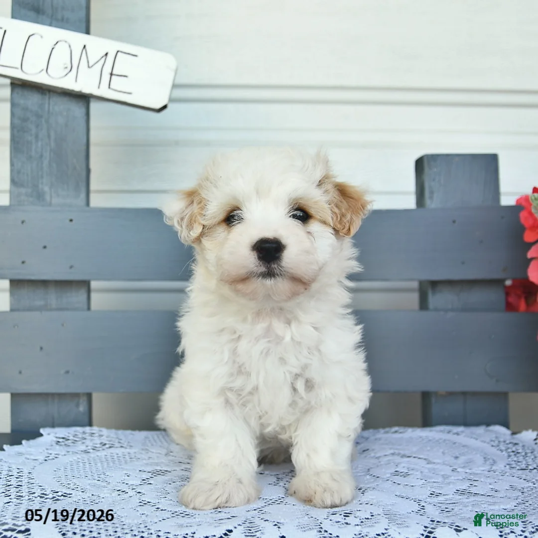 Havanese dogs for sale: Captain  - Ad 2
