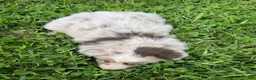 Australian Shepherd dogs for sale: Mia - Ad 8