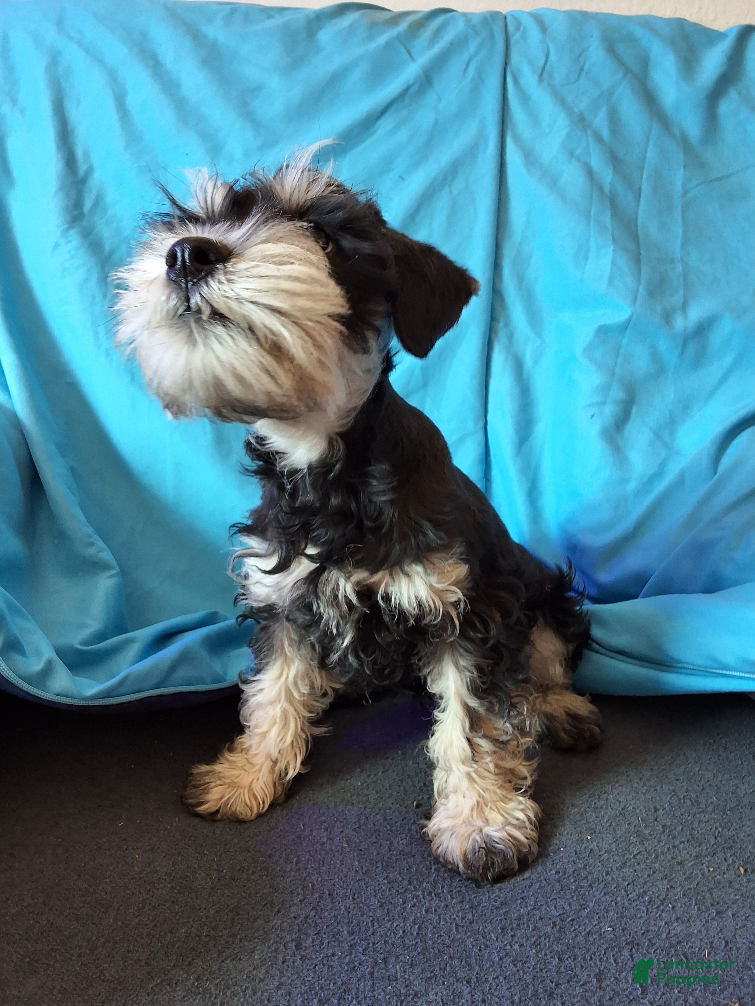 Miniature Schnauzer dogs Berry - Ad 2
