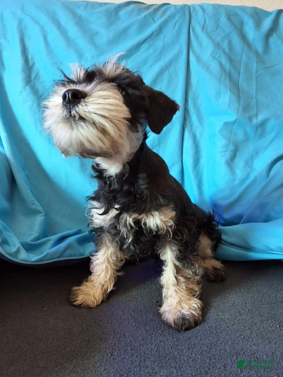 Miniature Schnauzer dogs for sale: Berry - Ad 2