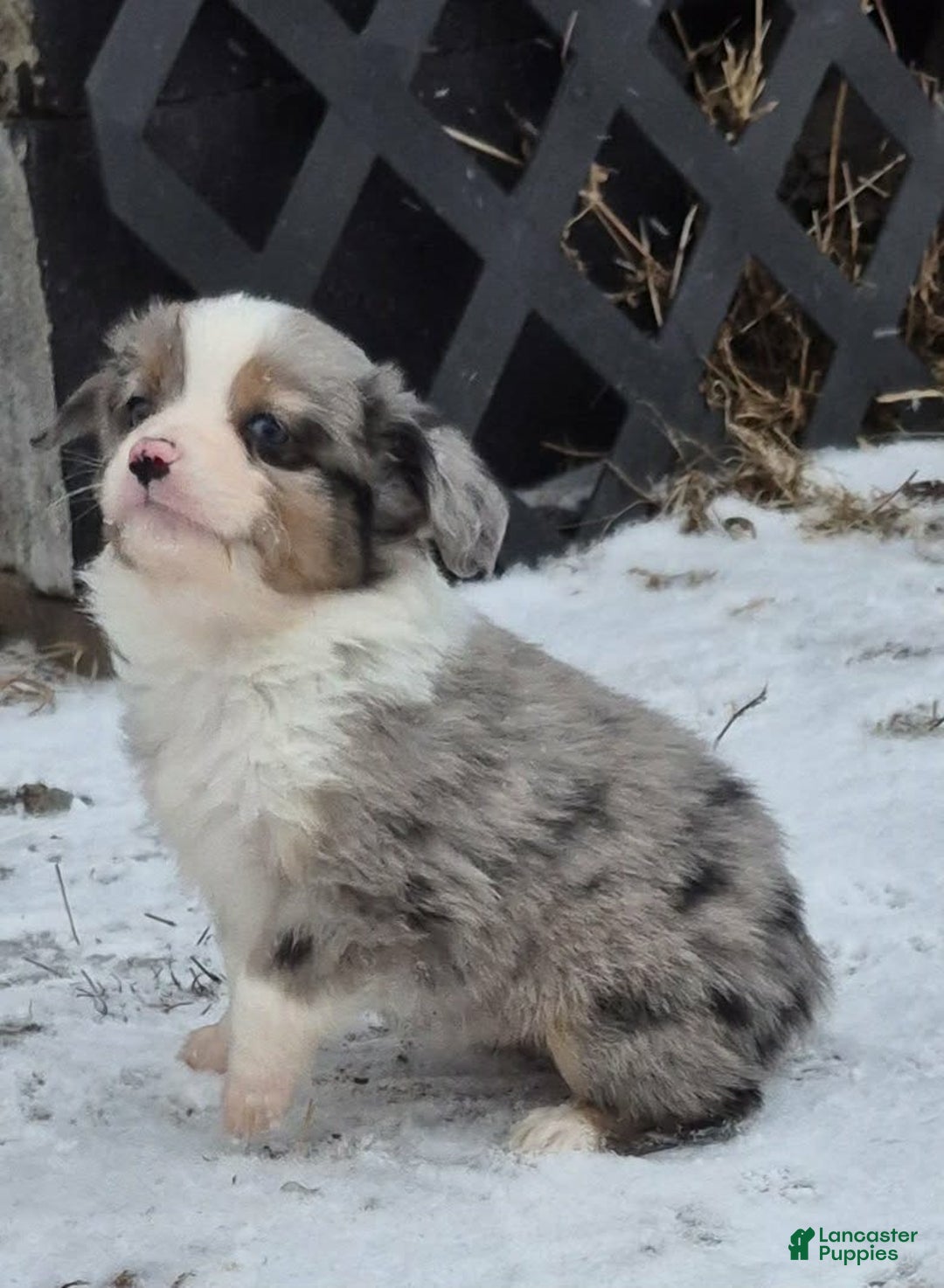 Toy Australian Shepherd dogs for sale: Toy Australian Shepherd Puppy 4 - Ad 1