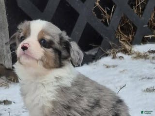 Toy Australian Shepherd dogs Toy Australian Shepherd Puppy 4 - Ad 2