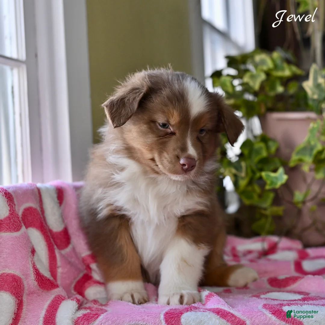 Australian Shepherd dogs for sale: Jewel - Ad 3