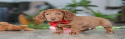 Miniature Dachshund dogs for sale: Maverick - Ad 4