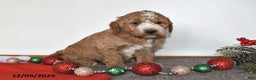 Mini Goldendoodle dogs for sale: Jill - Ad 2