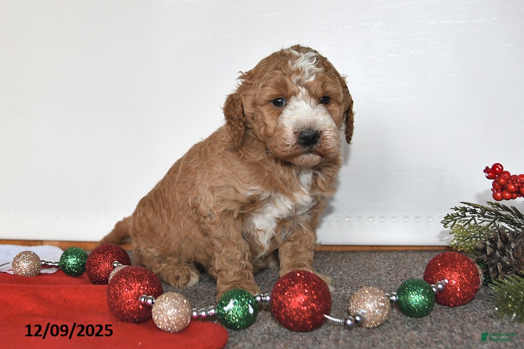 Mini Goldendoodle dogs for sale: Jill - Ad 2