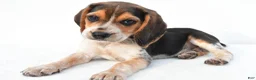 Beagle dogs for sale: Andy - Ad 7