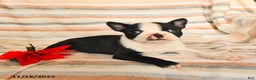 Boston Terrier dogs for sale: Darcy - Ad 2