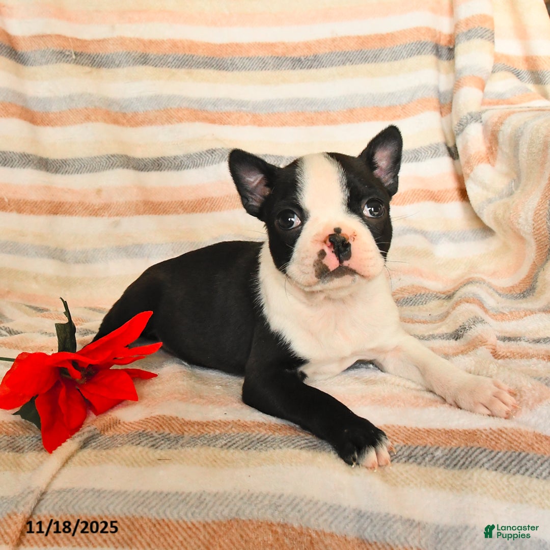 Boston Terrier dogs for sale: Darcy - Ad 2