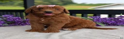 Goldendoodle dogs for sale: Miss Emmie - Ad 3