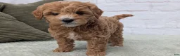 Mini Goldendoodle dogs for sale: Mia - Ad 8