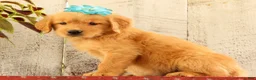 Golden Retriever dogs for sale: Nora - Ad 4
