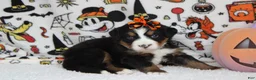 Bernese Mountain Dog dogs for sale: Lacy  - Ad 9