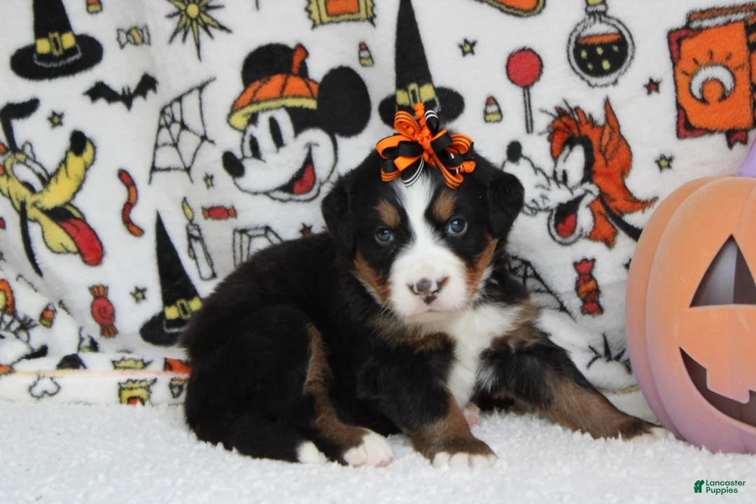 Bernese Mountain Dog dogs for sale: Lacy  - Ad 9