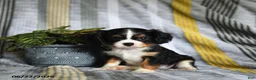 Cavalier King Charles Spaniel dogs for sale: Julies - Ad 3