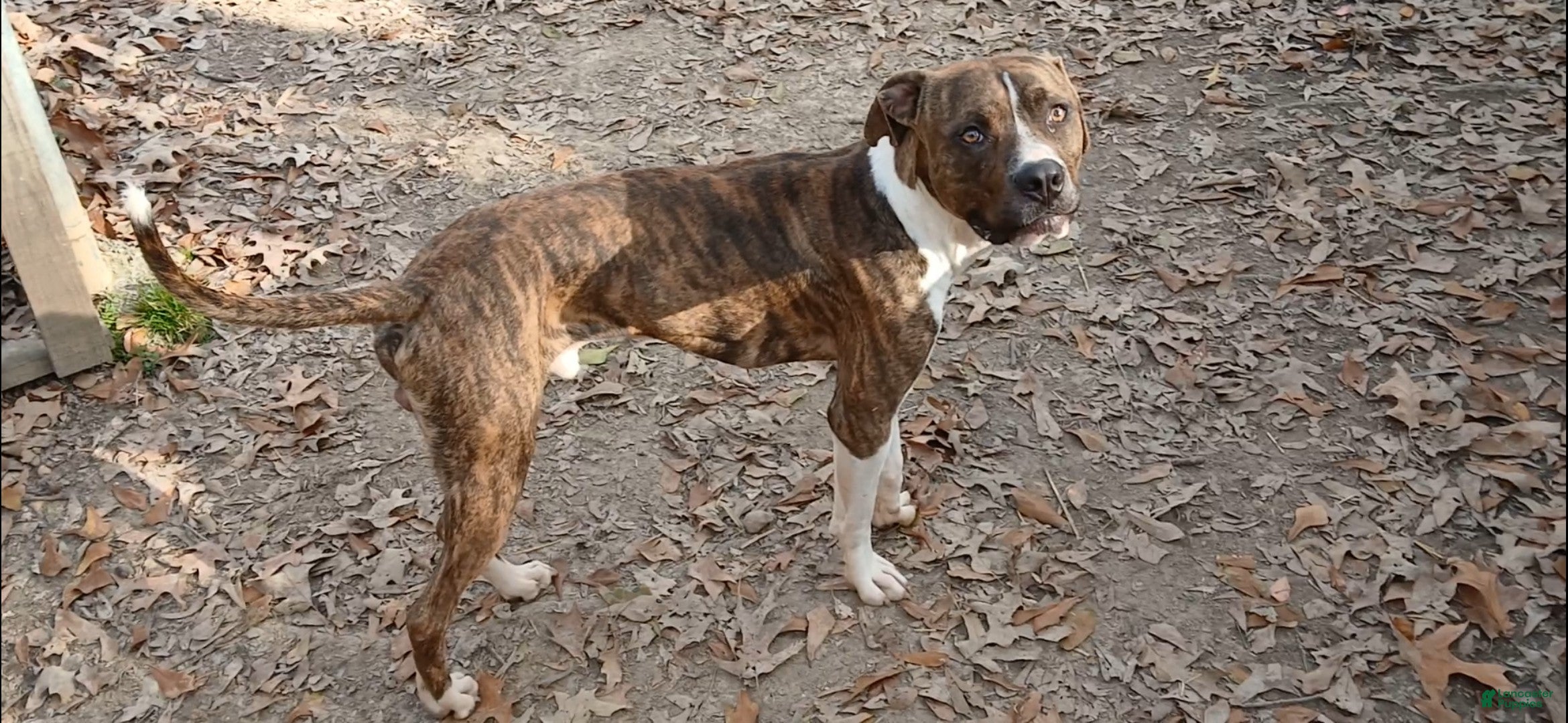 American Pit Bull Terrier dogs Bam Bam - Ad 26