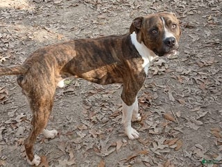 American Pit Bull Terrier dogs - Ad 16