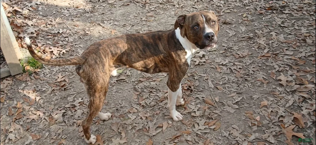 American Pit Bull Terrier dogs for sale: Bam Bam - Ad 1