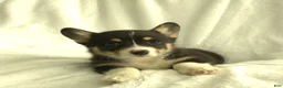 Welsh Corgi Pembroke dogs for sale: Dolly - Ad 3