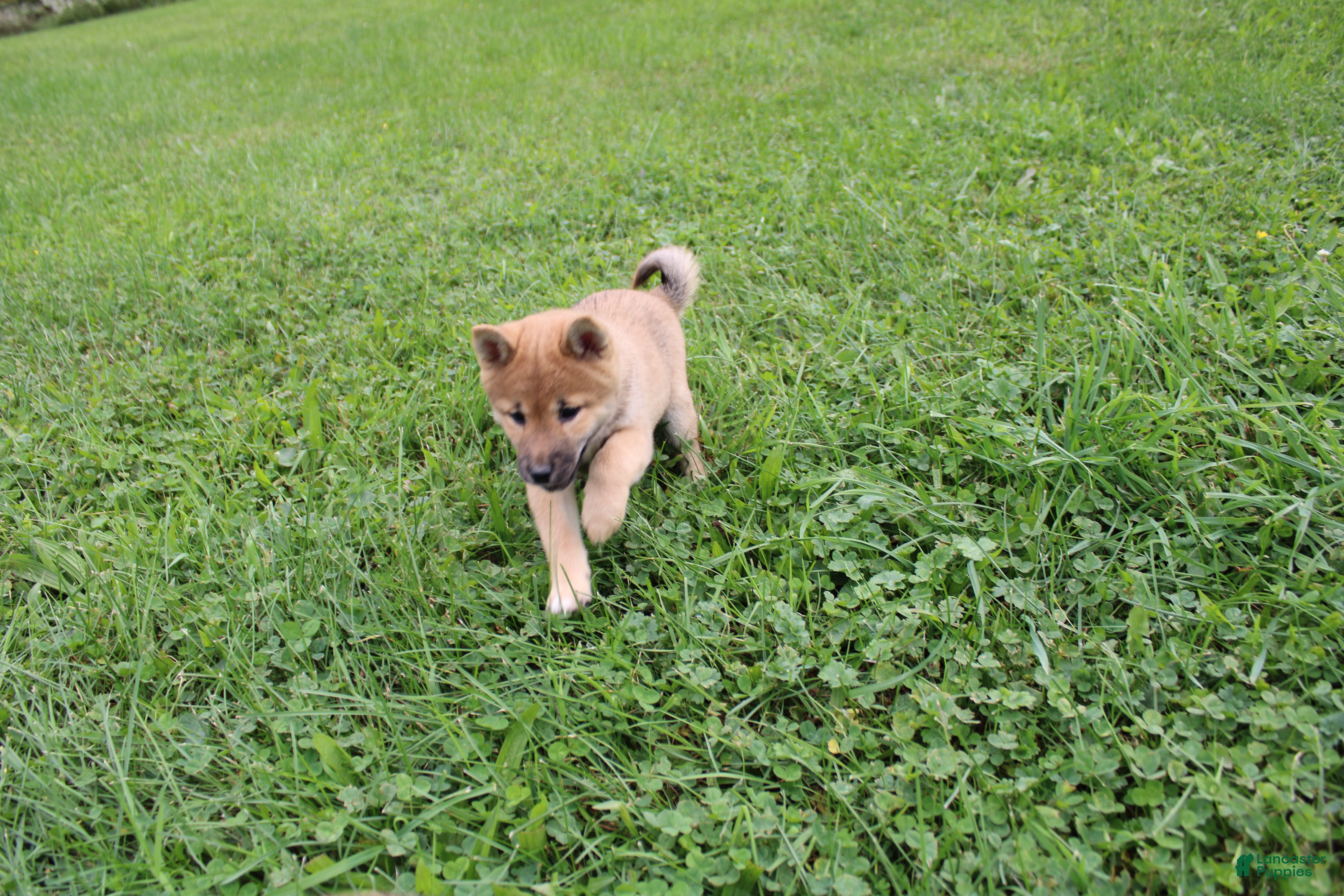 Shiba Inu dogs Chili - Ad 1
