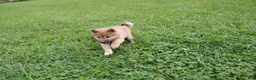 Shiba Inu dogs for sale: Chili - Ad 12