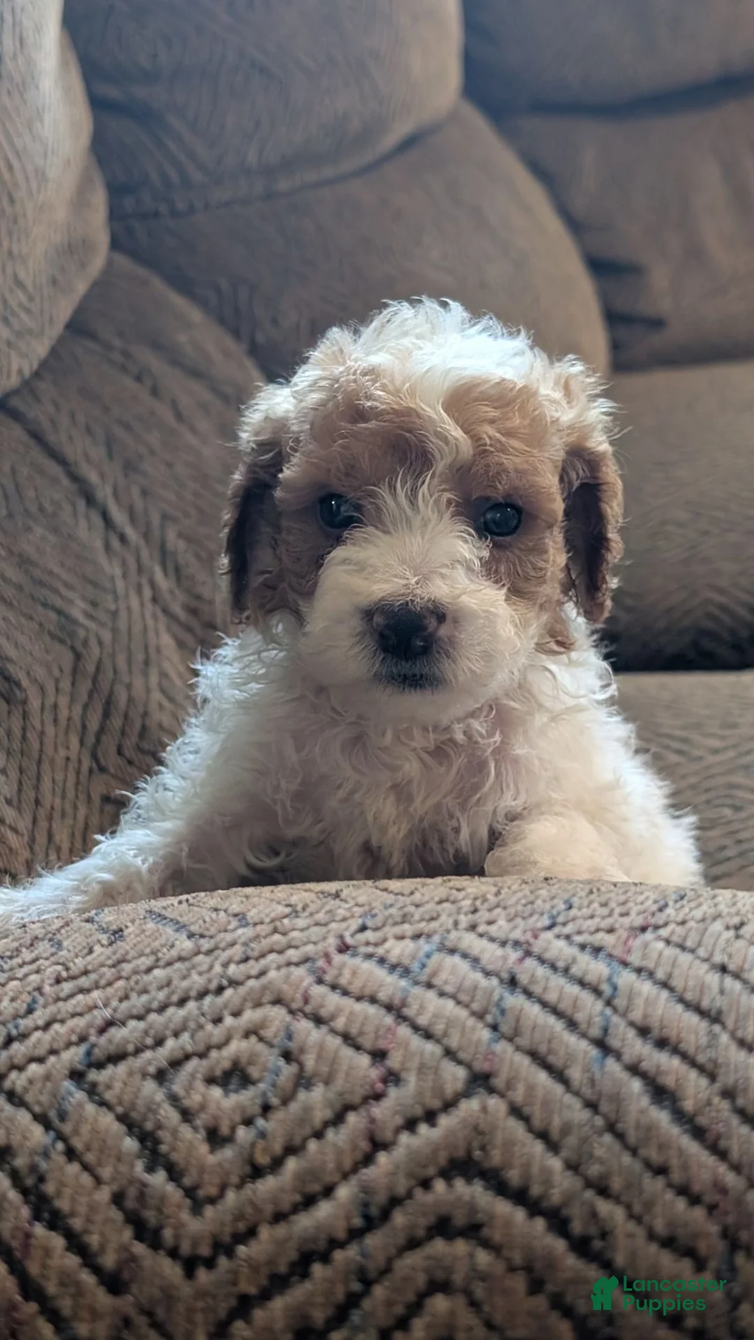 Miniature Poodle dogs for sale: Gyp - Ad 2