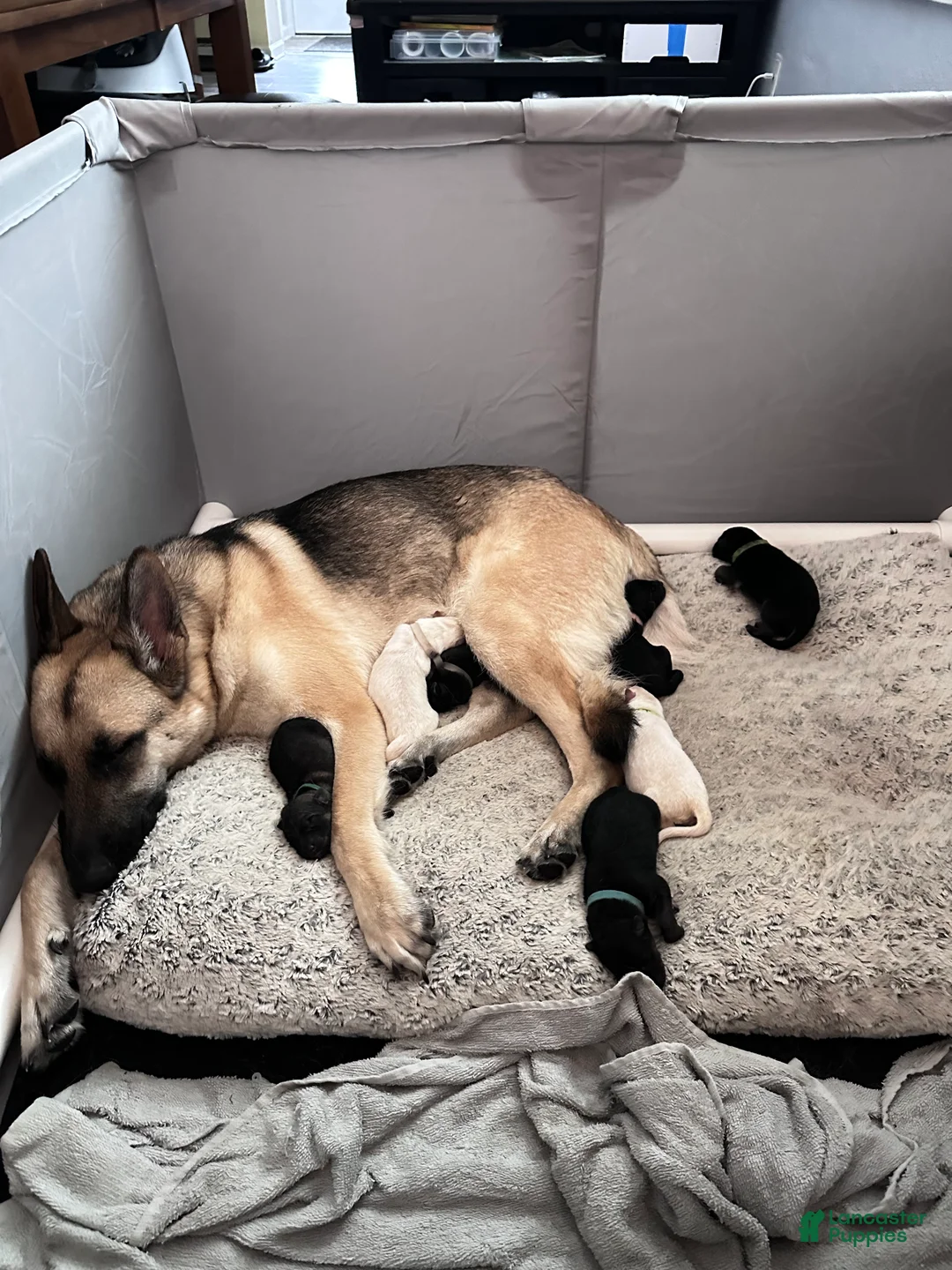 German Shepherd dogs for sale: Nyx  - Ad 7