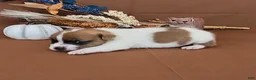 Jack Russell Terrier dogs for sale: Noxx purebred JRT - Ad 2