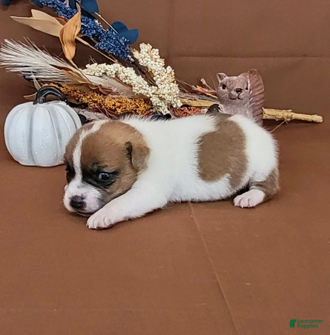 Jack Russell Terrier dogs for sale: Noxx purebred JRT - Ad 2