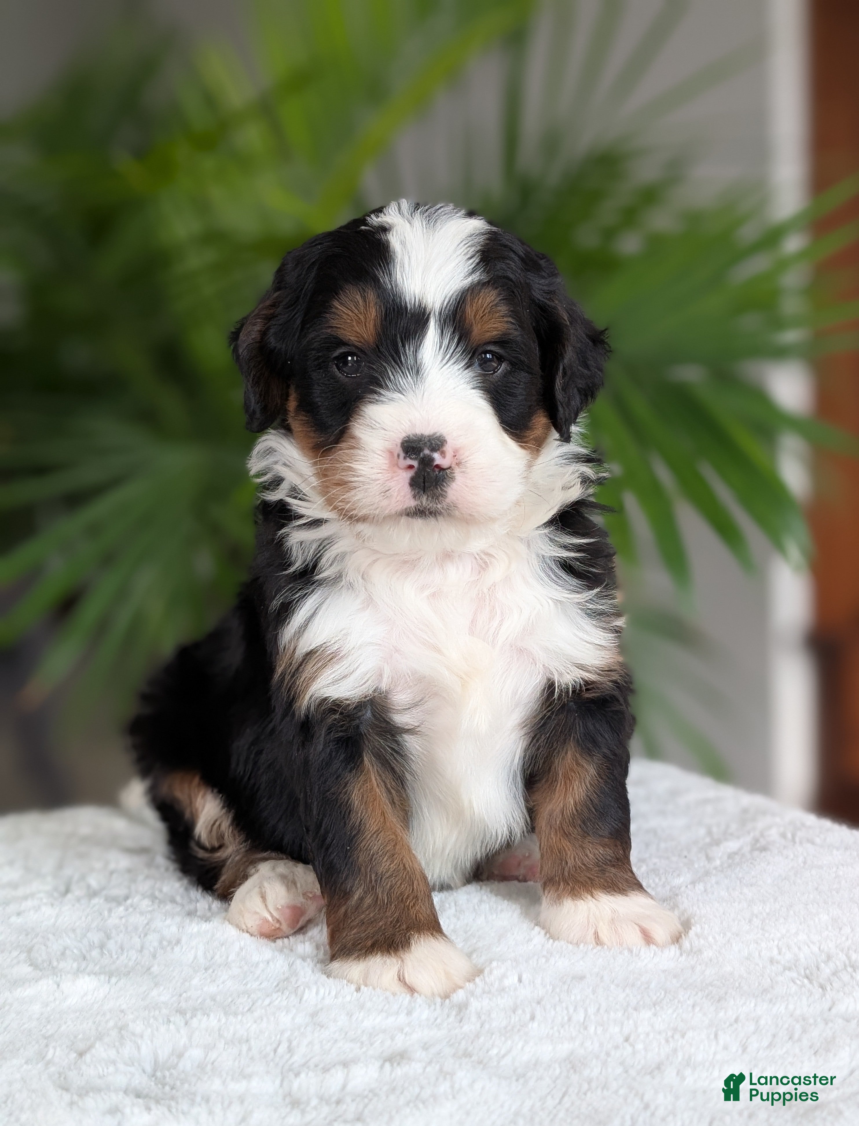 Mini Bernedoodle dogs Benji - Ad 6