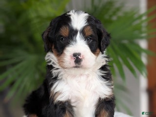 Mini Bernedoodle dogs - Ad 24
