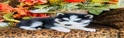 Siberian Husky dogs for sale: Valerie - Ad 5